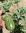 Wassermelone Carolina Cross
