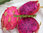 Pitaya Purple Fruta del Dragón