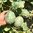 Melone Kantalupen aus Marokko