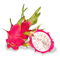 Leitfaden Anbau von Pitaya, der Drachenfrucht