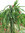 Esqueje Pitaya Blanca Fruta del Dragón con Raiz de 10 - 15 cm