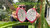 Coupe Pitaya Blanc Fruit du Dragon de 10 - 15 cm avec Racines