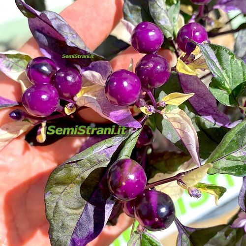 Psychedelic Black Pearl Panaschiertes Chili