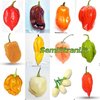 120 Seeds of the 12 Hottest n Tasty Habaneros - The Habanero Collection