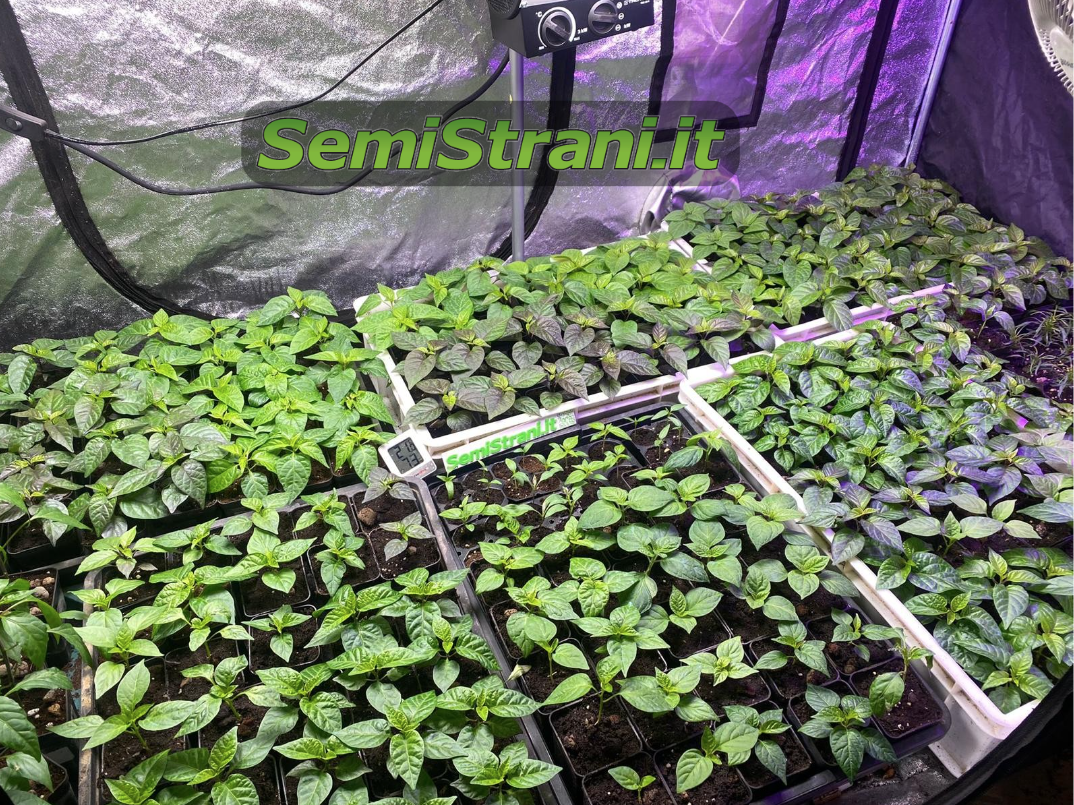 Grow Box con Grow Lamp e piantine e Semi di Peperoncino, Coltivazione Indoor - SemiStrani.it