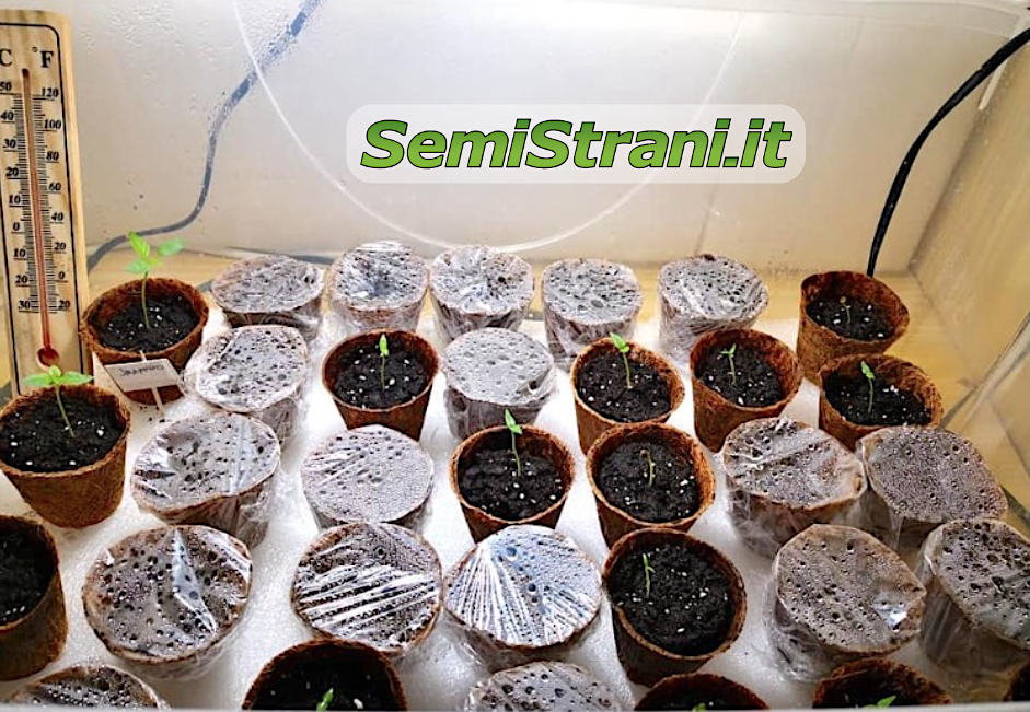 Handwerkliche Growbox mit Wachstumsbirnen mit Kaltlicht bei 6500 K – SemiStrani.it