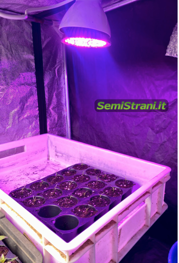 LED-Wachstumslampe für das Wachstum von Chili-Pfefferpflanzen - SemiStrani.it