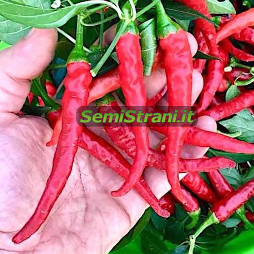 Cayenne Long Red