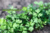 Giant Parsley Seeds - Petroselinum Crispum - Semi Strani di Martini