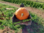 Pumpkin Atlantic Giant - 01 Seed