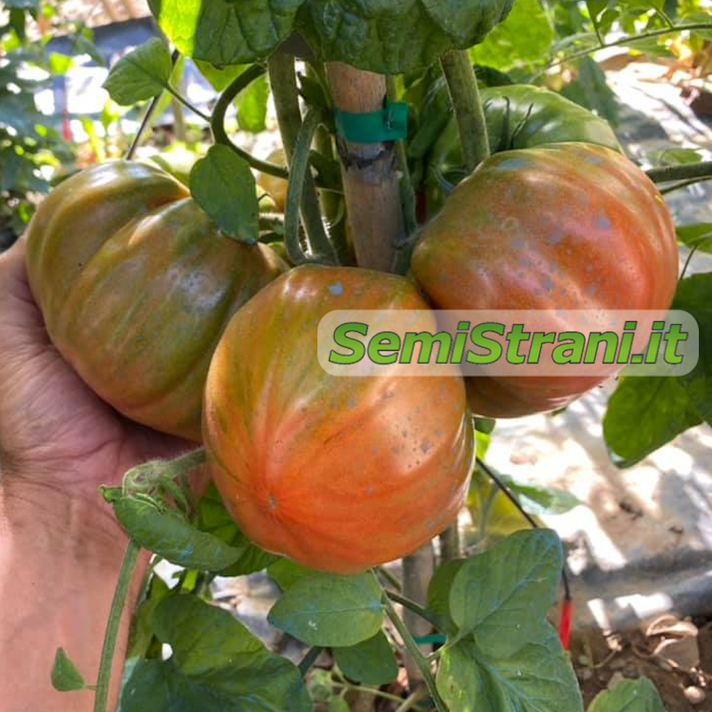 Tomate Gigante "Colo híbrida F1'' ~ 10 semillas de calidad superior-productivas extra! 