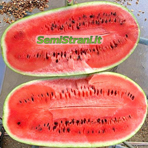 Wassermelone Charleston Gray