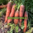 Carrot Giant