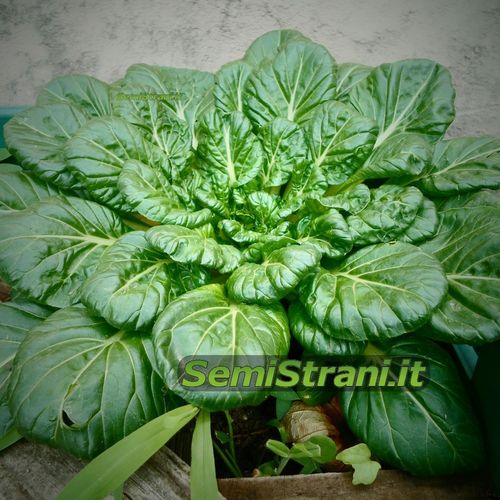 Spinach Giant Winter