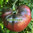Pomodoro Cherokee Purple