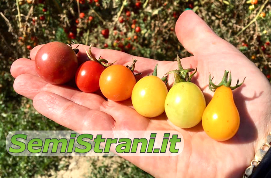 Nuevo tomate Yellow Pear semillas tomates semillas lngenioso 10 semillas devolviendo birnchen Cherry