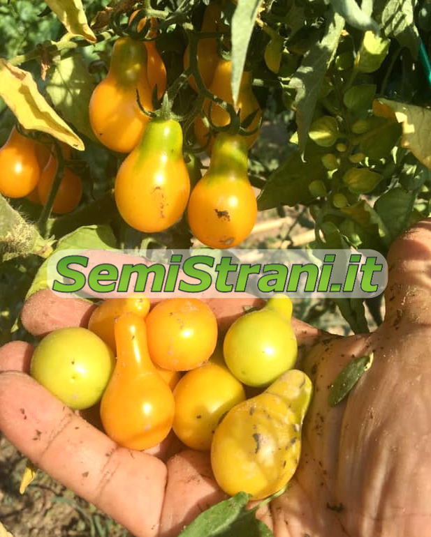 Nuevo tomate Yellow Pear semillas tomates semillas lngenioso 10 semillas devolviendo birnchen Cherry