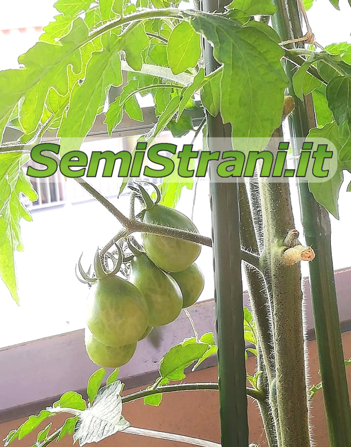 Semi/Seeds POMODORO Yellow Pear