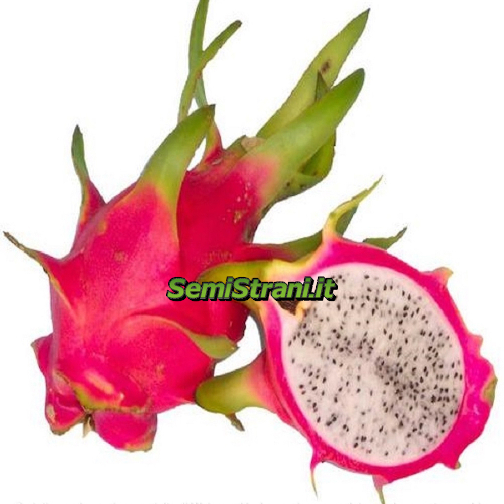 550 Graines Hylocereus Undatus Pitaya Dragon Fruit White Flesh seeds 