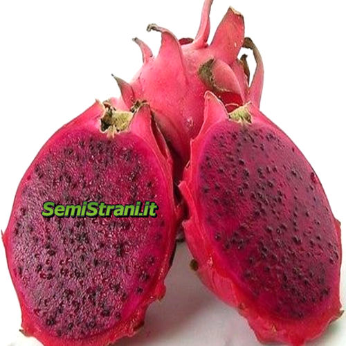 Pitaya Purple Fruit du Dragon