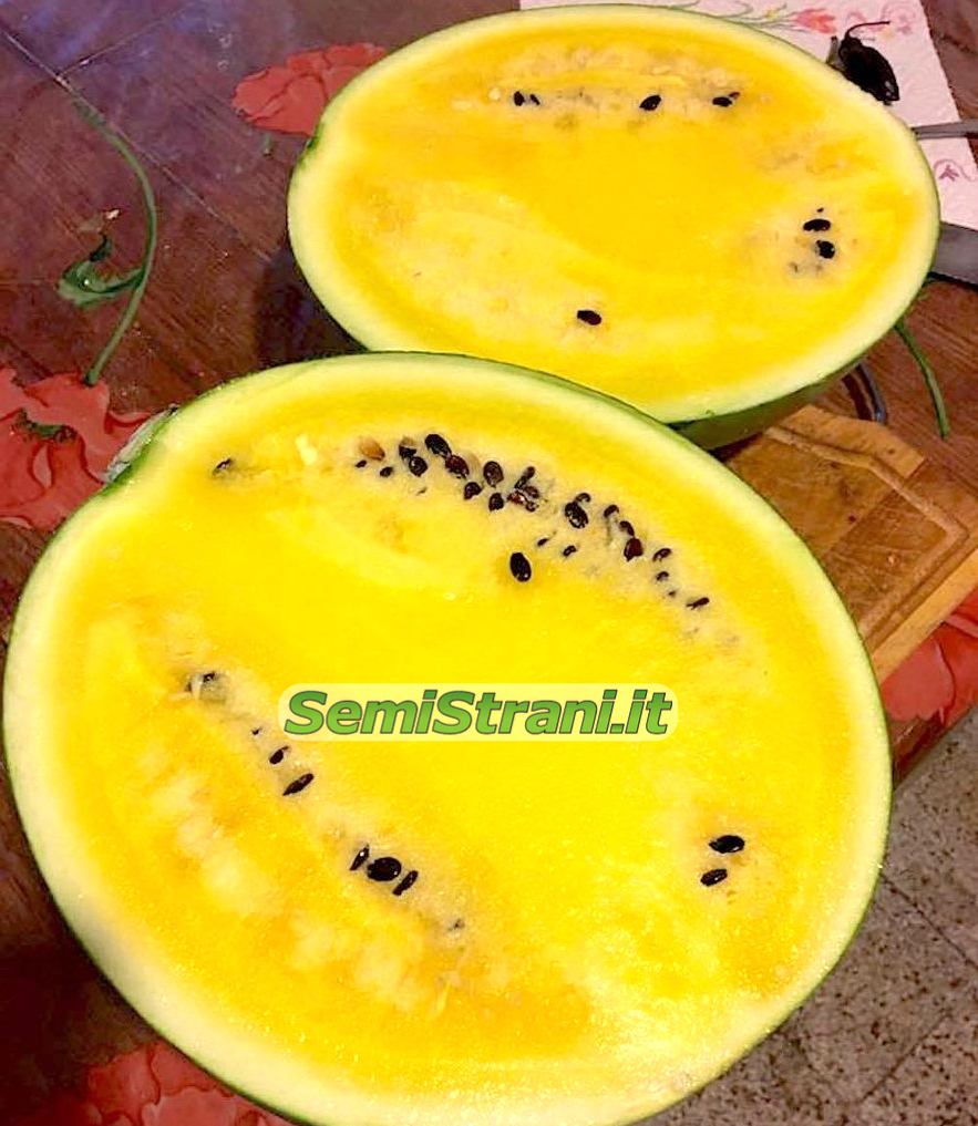 Elitely  Watermelon Fruit Semente 25Pcs Seed Citrullus Lanatus Yellow Meat Watermelon