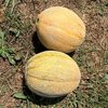 Melon Cantaloupe Musk from Morocco