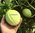Melone Giallo Canario