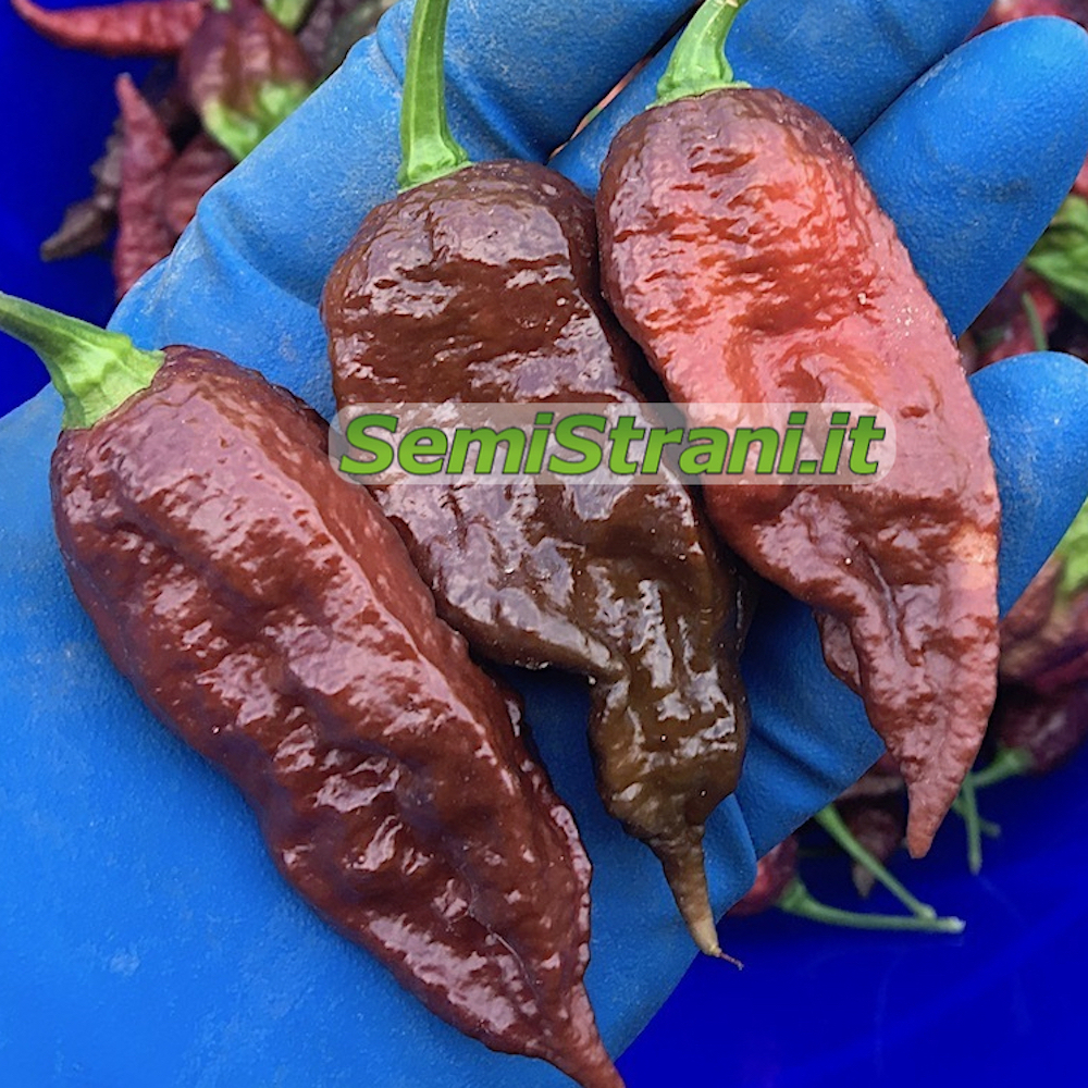 25 Premium Chocolate Bhut Jolokia Ghost Pepper Pepper Seeds-R 019 