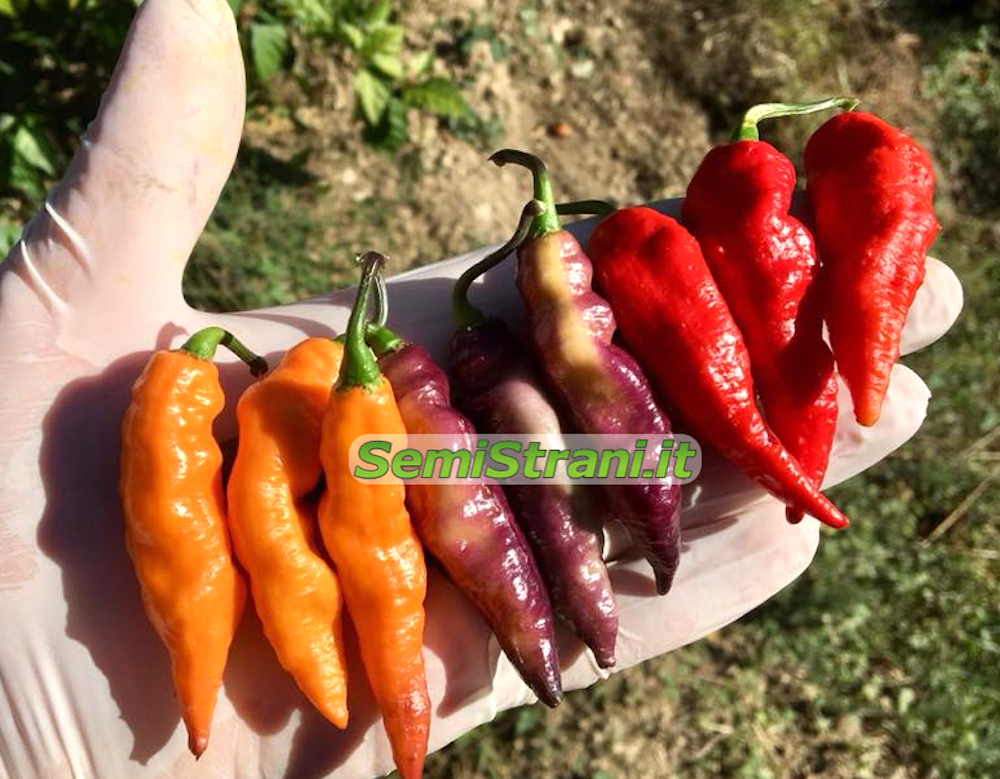 20 Uniquely Different Pink Tiger Hot Pepper Seeds-C 089