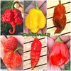 60 Seeds of the 6 Hottest Chillies in the World - Collection 6