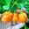 Bubblegum Orange