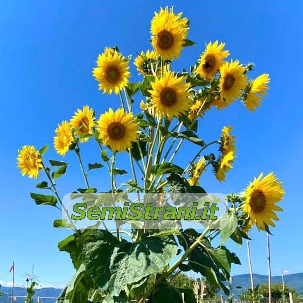 Sunflower Multi Flowers - Semi Strani di Carlo Martini