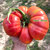 Guide Growing Tomato from Seed to Fruit