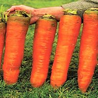Guide Growing Carrots