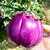 Guide Growing Eggplant