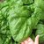 Guide Growing Giant Spinach of Winter