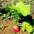 Guide Growing Giant Red Radish