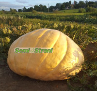 Guide Growing Atlantic Giant Pumpkin