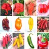 120 Seeds of the 12 Worlds Hottest and Tasty Chili Peppers - Collection 2
