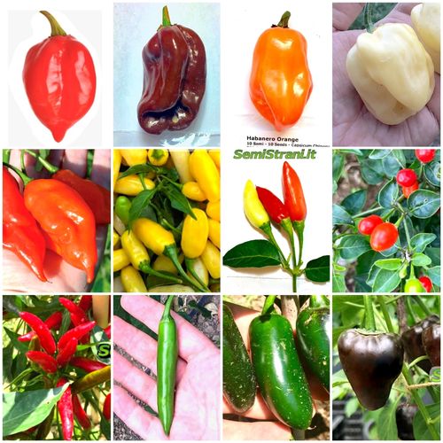 120 Seeds of the 12 Tasty Peppers of Mexico - The Mexican Collection