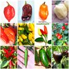 120 Seeds of the 12 Tasty Peppers of Mexico - The Mexican Collection