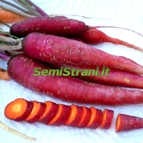 Zanahoria Roja Atomic Red