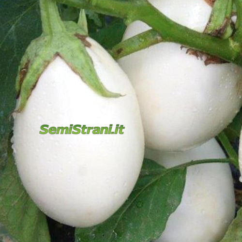 Eggplant White