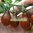 Pomodoro Chocolate Pear