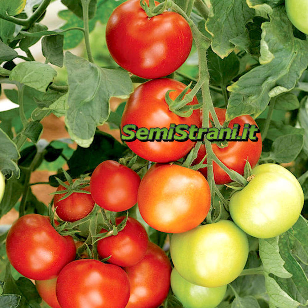 Tomate 200 Samen Gemüse Moneymaker