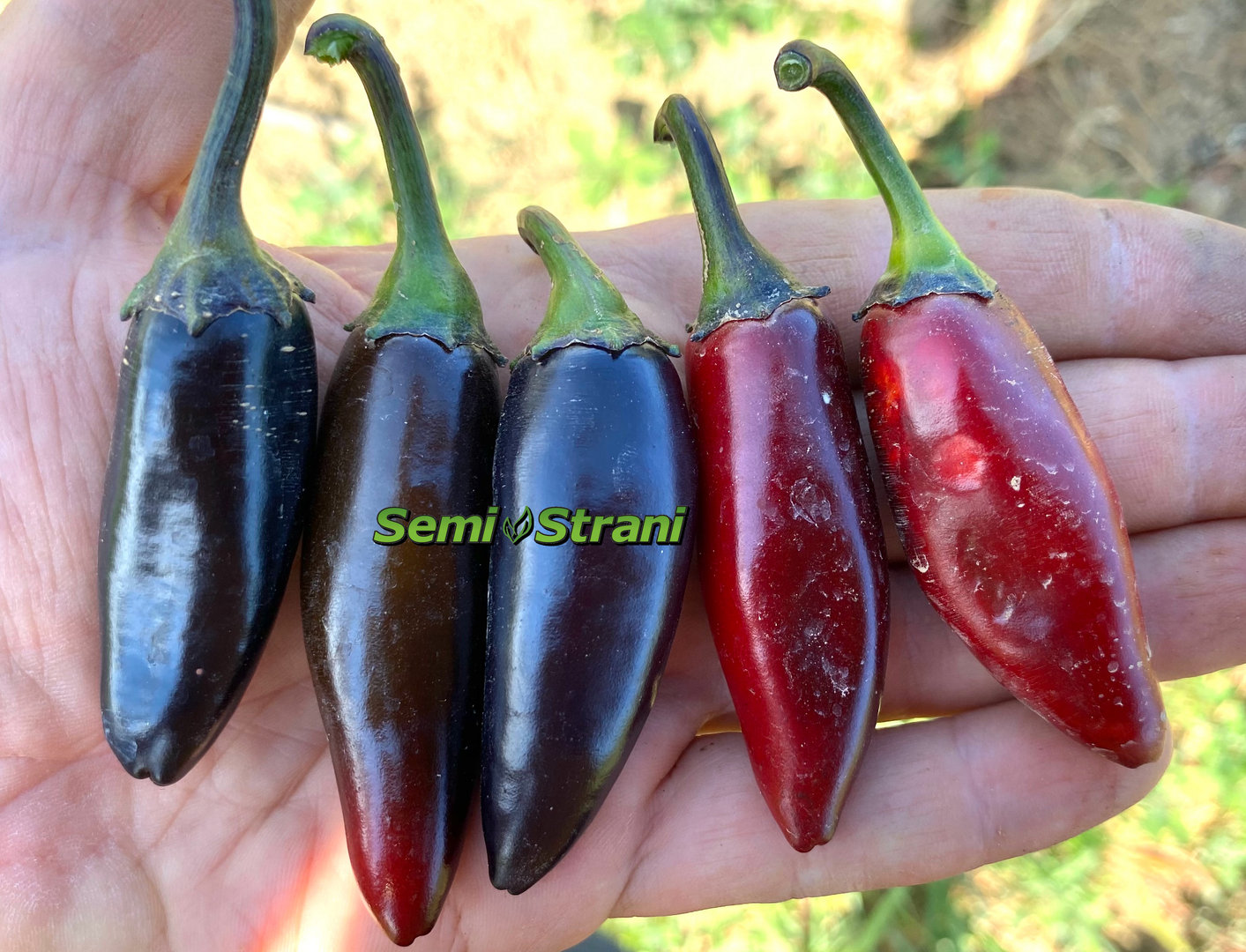 5 seeds PURPLE and HOT! Purple Jalapeno Chili 