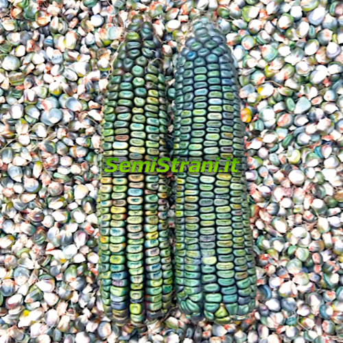 Corn Oaxaca Green Dent