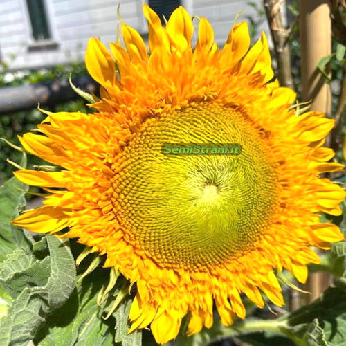 Sunflower Dwarf