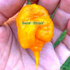 Carolina Reaper Orange