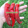 Fat Cayenne Red